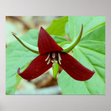 Trillium del escarlata impresiones