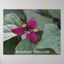 Trillium del escarlata poster
