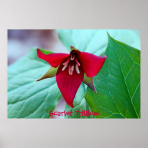 Trillium del escarlata posters