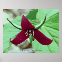 Trillium del escarlata posters