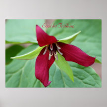 Trillium del escarlata posters