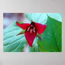 Trillium del escarlata posters