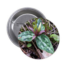 Trillium del residuo, en peligro, reliquum del Tri Pins