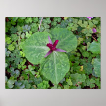 Trillium en el alazán - impresión poster