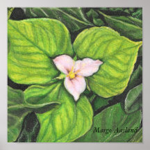 Trillium Impresiones
