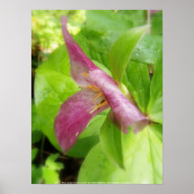trillium púrpura #1 impresiones