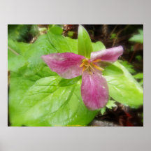 trillium púrpura #2 impresiones