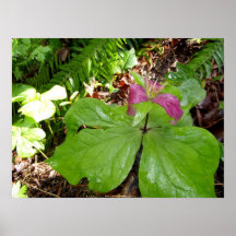 trillium púrpura #3 impresiones