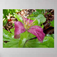 trillium púrpura #4 poster