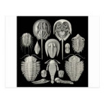 ¡Trilobite! Postales