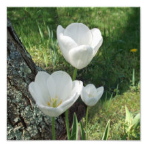 Trío blanco de la flor de los tulipanes arte con fotos