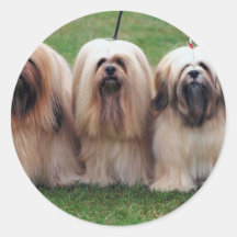 Trío de Lasa Apso Etiqueta