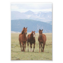 Trío del caballo en Rockies Fotos