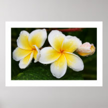 Trío del Plumeria Posters
