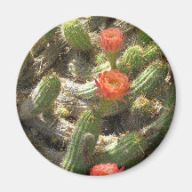 Trío floreciente del cactus iman