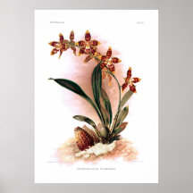 Triumphans de Odontoglossum Poster