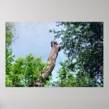 Tronco de árbol en la isla posters