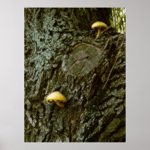 Tronco del Salix con las setas Poster