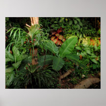 Tropical hawaiano en luz de la tarde poster