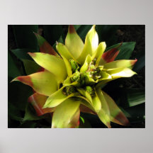 Tropical Impresiones