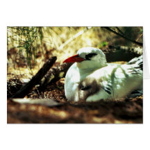 Tropicbird Rojo-atado y polluelo Felicitacion