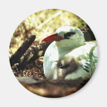 Tropicbird Rojo-atado y polluelo Iman De Frigorífico