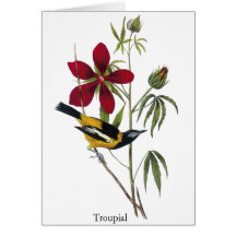 Troupial - John James Audubon Felicitacion