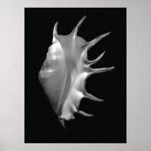 Truncata gigante del Lambis del Seashell de la con Posters