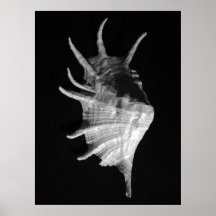 Truncata gigante del Lambis del Seashell de la con Poster