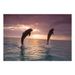 Truncatus) del Tursiops de los delfínes de Bottlen Fotografia