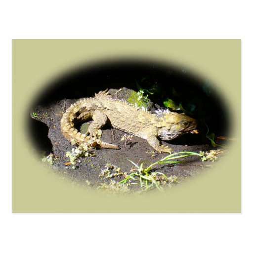 Tuatara - el único pariente vivo del dinosaurio postal