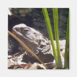 Tuatara Imanes