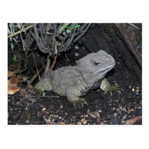 Tuatara Postales