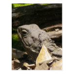 Tuatara - un fósil vivo tarjetas postales