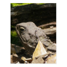 Tuatara - un fósil vivo tarjetas postales