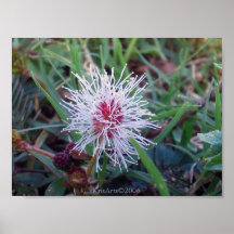 Tubeflower Poster