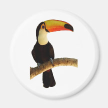 tucano passaro exótico da fauna brasileira imas