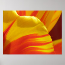 tulip3 impresiones