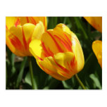 Tulipán abigarrado amarillo postal