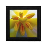 Tulipán amarillo cajas de regalo
