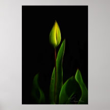 tulipán amarillo impresiones