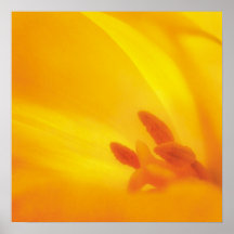 Tulipán amarillo - poster