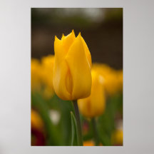 Tulipán amarillo posters