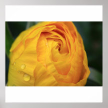 Tulipán amarillo poster