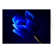 Tulipán azul tarjetón