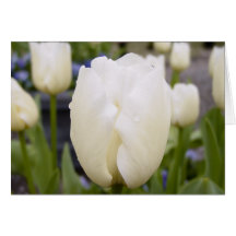 Tulipán blanco felicitación
