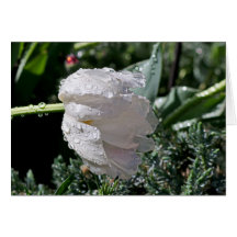 Tulipán blanco tarjetas