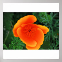 Tulipán de Oragne Poster