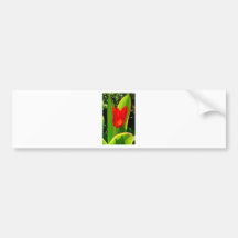 Tulipán Etiqueta De Parachoque