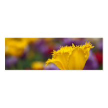 Tulipán franjado amarillo tarjeta de visita